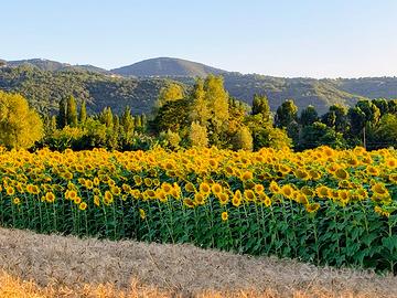 GIRASOLE-semi per alimentazione animali