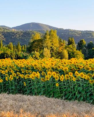 GIRASOLE-semi per alimentazione animali