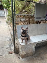 Bulldog francese per monta