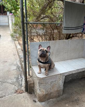 Bulldog francese per monta