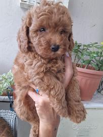 cuccioli di barboncino toy