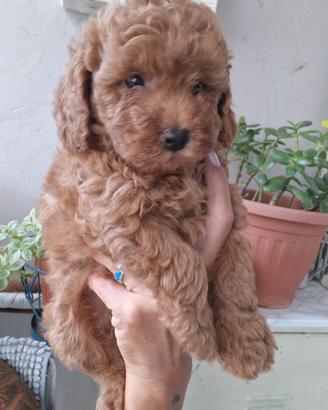 cuccioli di barboncino toy
