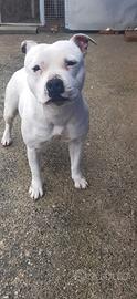 Staffordshire bull terrier in affidamento