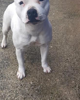 Staffordshire bull terrier in affidamento