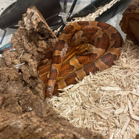 Serpente del grano femmina + Teca e accessori