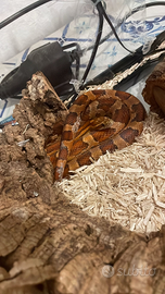 Serpente del grano femmina + Teca e accessori