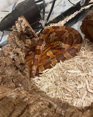 Serpente del grano femmina + Teca e accessori