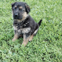 Selezione del cane da pastore tedesco