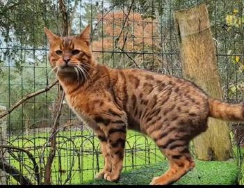 Ultima cucciola gatto bengala
