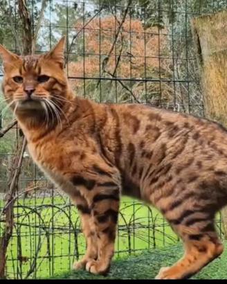 Ultima cucciola gatto bengala