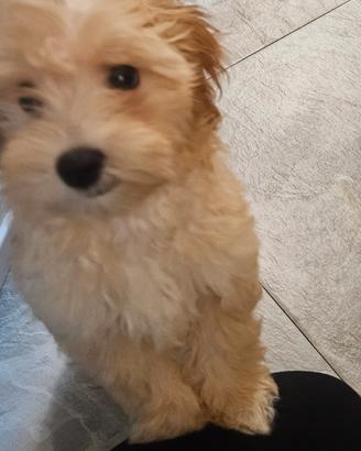 Maltipoo