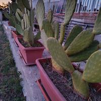 Piante grasse per esterno