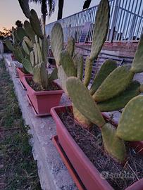 Piante grasse per esterno