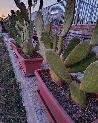 Piante grasse per esterno