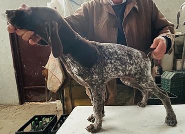 Bracco tedesco kurzhaar