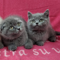 Cuccioli di SCOTTISH straight e fold