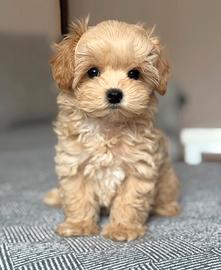 Maltipoo cuccioli