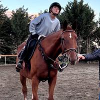 Cavallo da salto sella Italiano