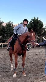 Cavallo da salto sella Italiano