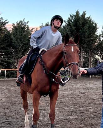 Cavallo da salto sella Italiano