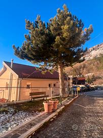 Semindipendente Rocca di Cambio - NUOVA