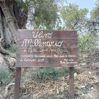 Terreno - Motta Sant'Anastasia