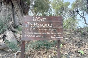 Terreno - Motta Sant'Anastasia