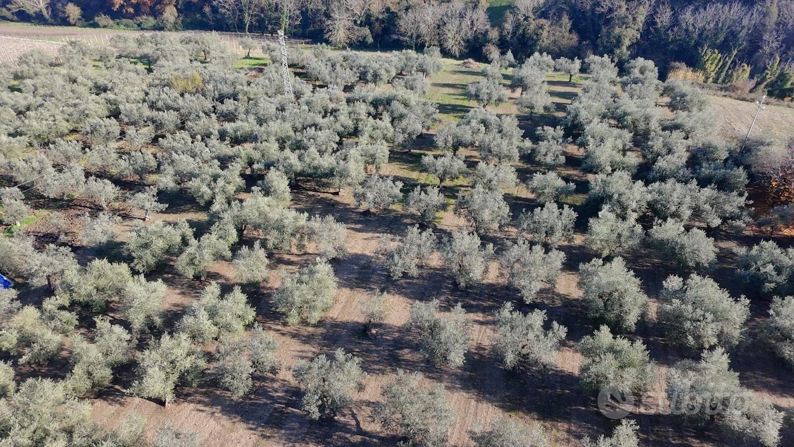 Ampio terreno agricolo di 3,2 Ettari con Uliveto - Vista 2