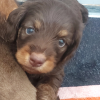 Bassottino pelo ruvido