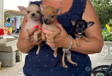 Cuccioli chihuahua