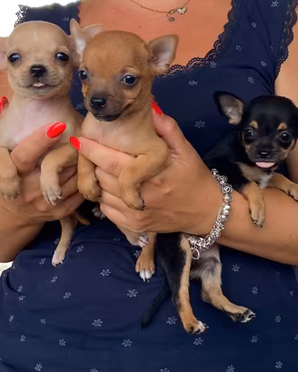 Cuccioli chihuahua
