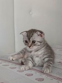 Scottish Fold di pura razza,  Black Silver Tabby