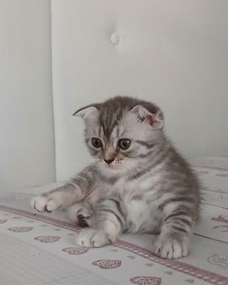 Scottish Fold di pura razza,  Black Silver Tabby