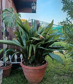 Piante