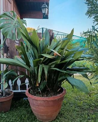 Piante