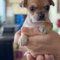 Cuccioli di chihuahua