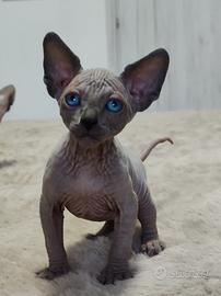 Cuccioli di Sphynx