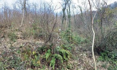 Terreno Agricolo/Bosco Misto 7.950 mq