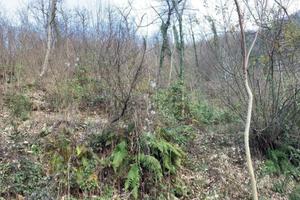 Terreno Agricolo/Bosco Misto 7.950 mq