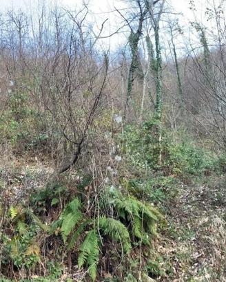 Terreno Agricolo/Bosco Misto 7.950 mq