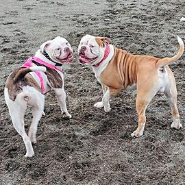 Educatore cinofilo e dog sitting