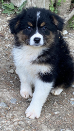 Cuccioli australian shepherd top