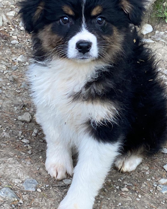 Cuccioli australian shepherd top
