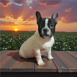 Bulldog francese