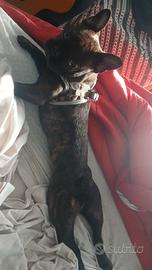 Bulldog francese