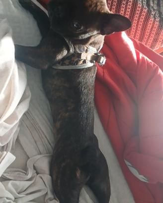 Bulldog francese