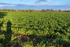 Terreno agricolo