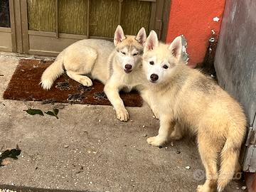 Cuccioli di Siberian Husky con pedigree