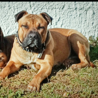 Monta Accoppi.am.en.t.o Amstaff