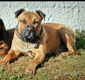 Monta Accoppi.am.en.t.o Amstaff